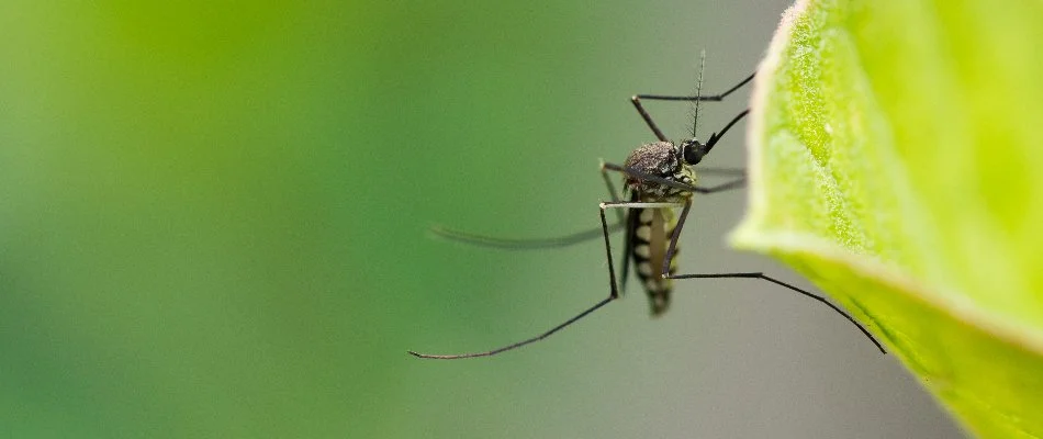 Mosquito on a plant leaf in Memphis, TN.
