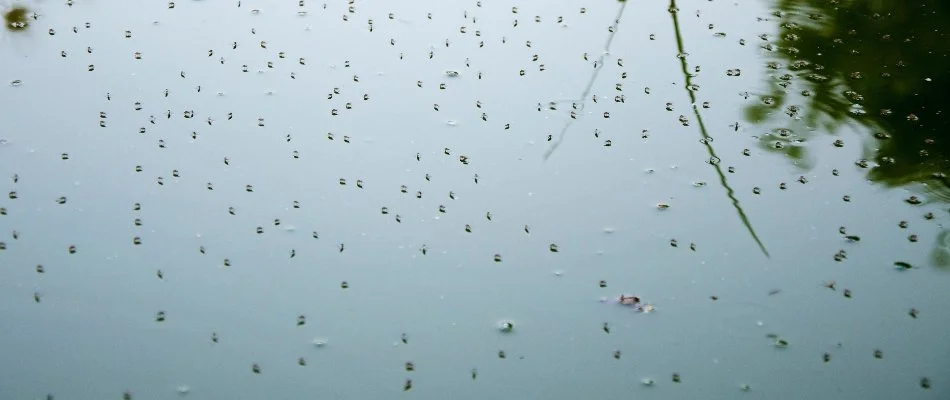Mosquitoes on standing water in Memphis, TN.