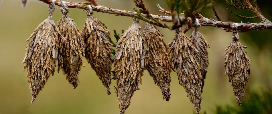 Multiple bagworms on a tree branch in Memphis, TN.