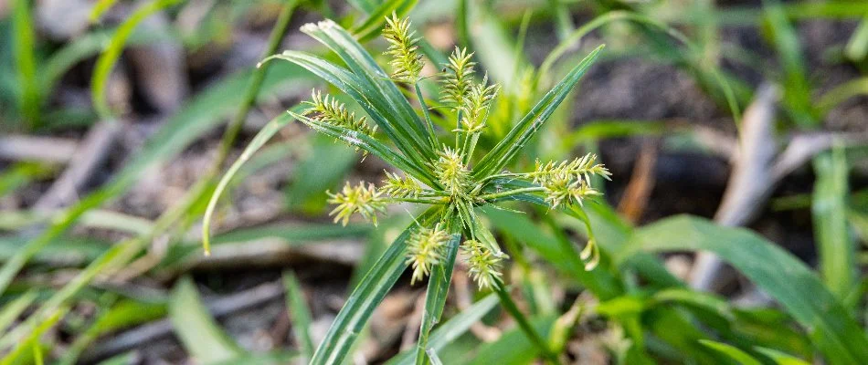 Nutsedge lawn weed in a field of grass in Memphis, TN.