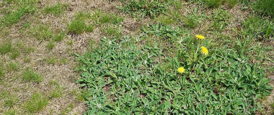 Patchy lawn in Memphis, TN, with dandelion.