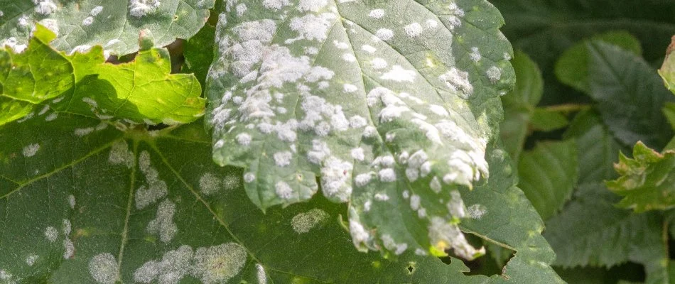 Powdery mildew on the foliage of a plant in Memphis, TN.
