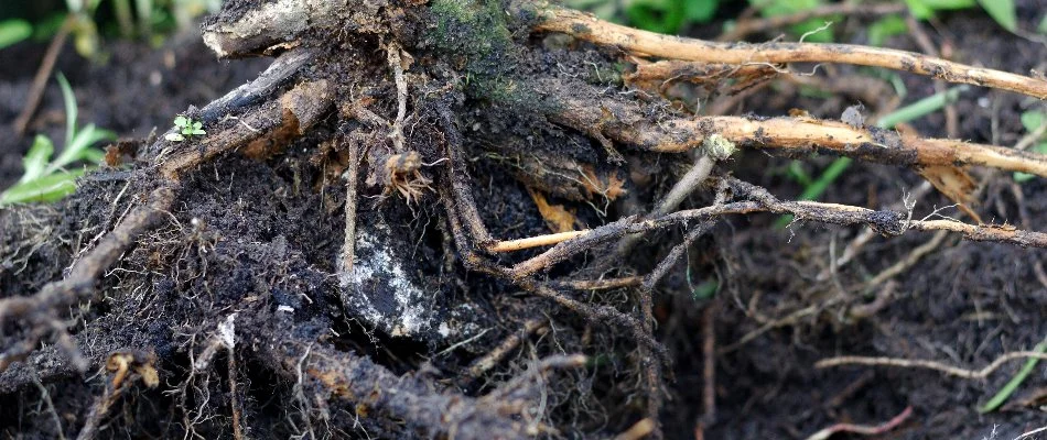 Plant in Memphis, TN, with root rot disease.