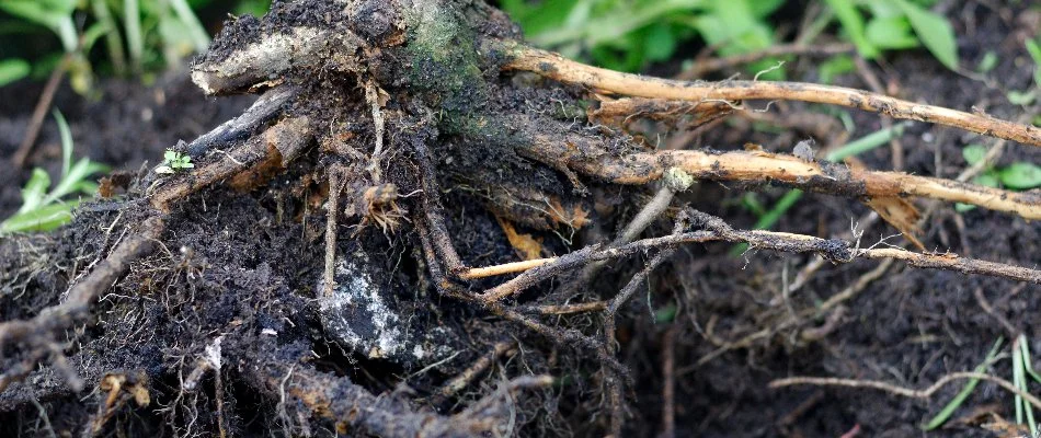 Plant in Memphis, TN, with root rot.