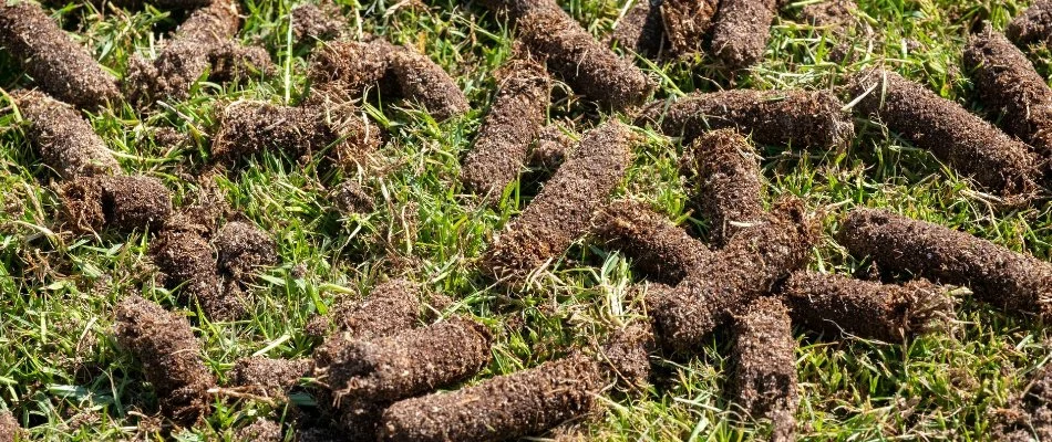 Plugs of soil on a lawn in Memphis, TN.