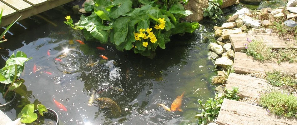 Pond in Memphis, TN, with fish and vegetation.