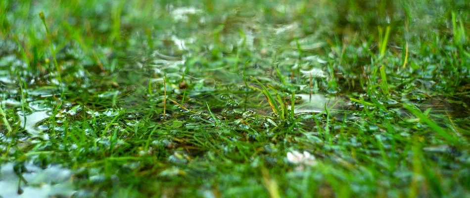 Puddle on a lawn in Memphis, TN.