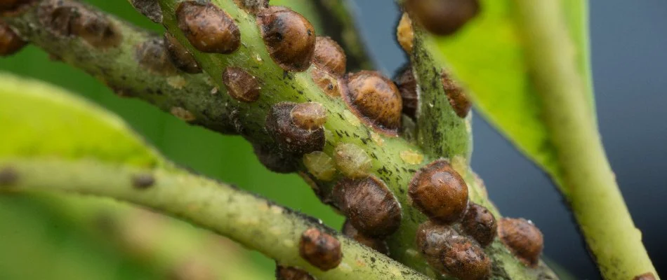 Scale bugs on the stem of a plant in Memphis, TN.
