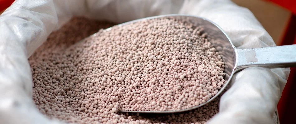 A scoop of granular lawn fertilizer in Memphis, TN.