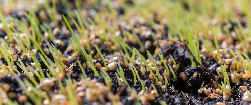 Seeds on soil and new grass shoots in Memphis, TN.