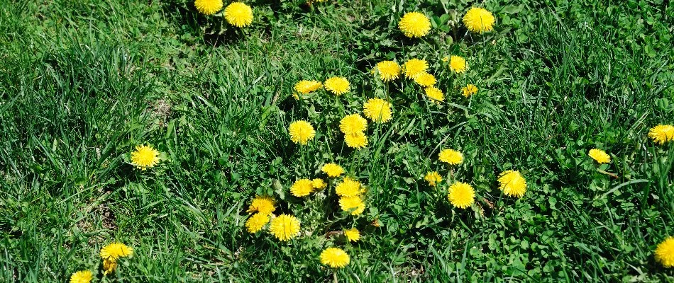 Several yellow dandelion flowers on a lawn in Memphis, TN.