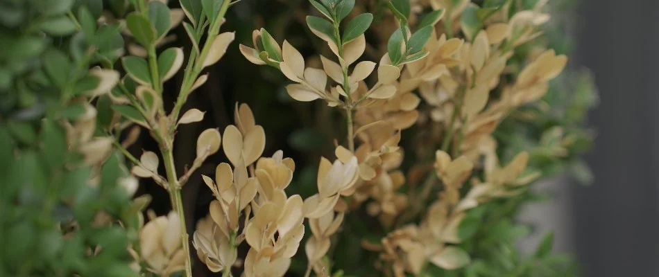 Shrub in Memphis, TN, with a sign of disease.