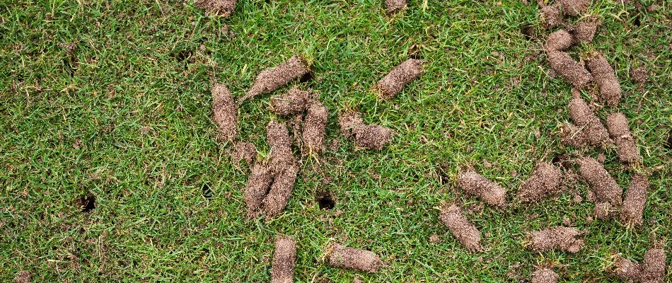 Soil cores on a perforated lawn in Memphis, TN, from aeration.