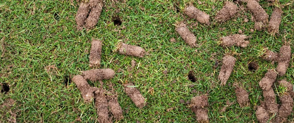 Soil plugs and holes on a lawn in Memphis, TN.