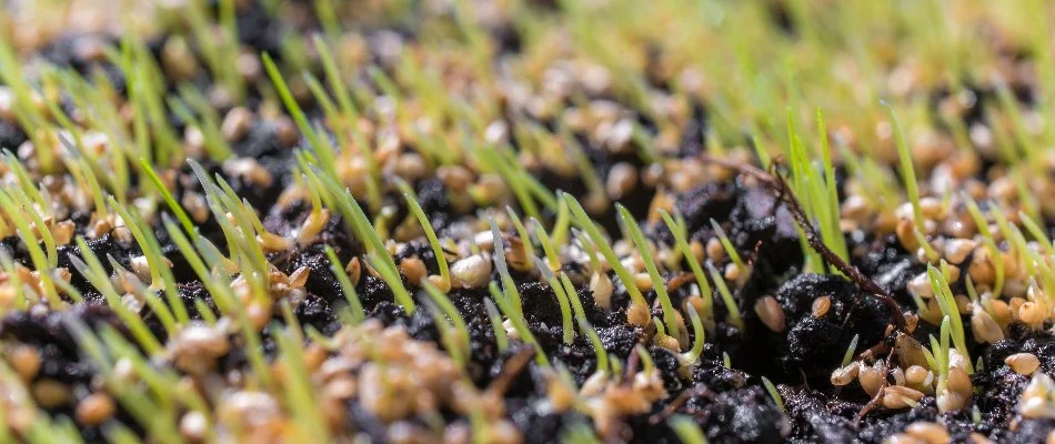 Soil in Memphis, TN, with grass seedlings.