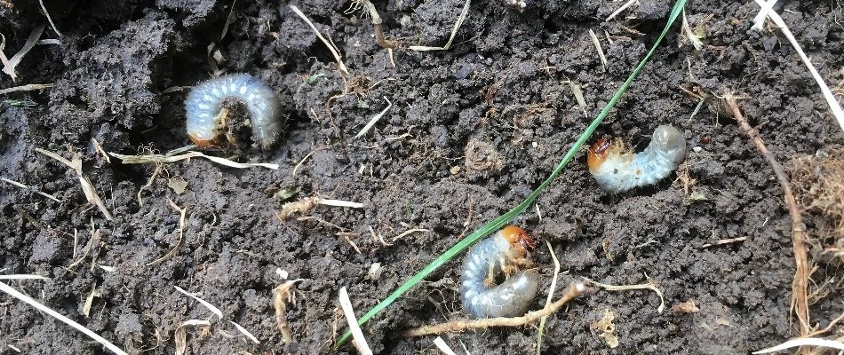 Soil in Memphis, TN, with three white grubs.