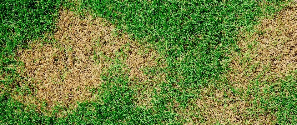 Spring dead spot on grass in Tennessee.