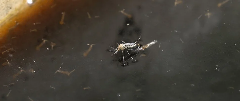 Standing water in Memphis, TN, with mosquito laying eggs.