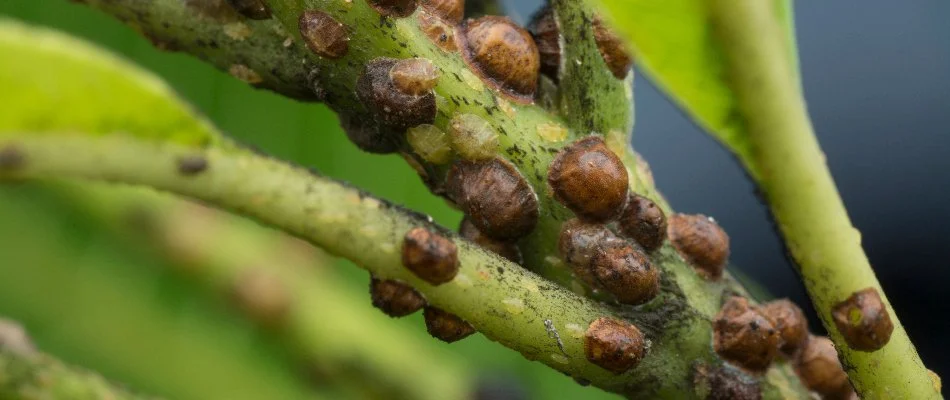 Stem in Memphis, TN, covered in scale insects.
