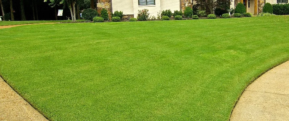 Thick grass in Memphis, TN, with small shrubs.