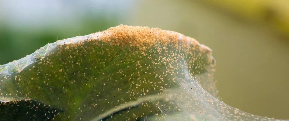Tiny spider mites on a leaf in Memphis, TN.