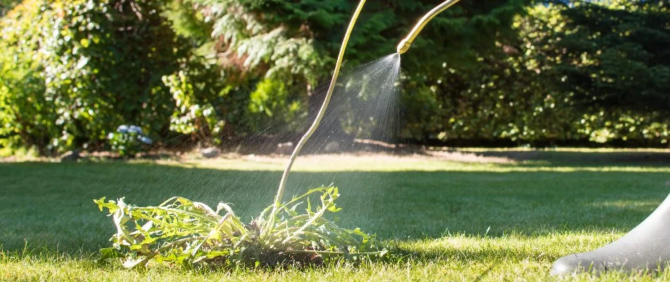 Treating a dandelion weed in Memphis, TN, with post-emergent weed control.