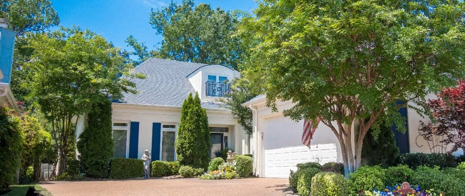 Trees in Memphis, TN, with lush green leaves.