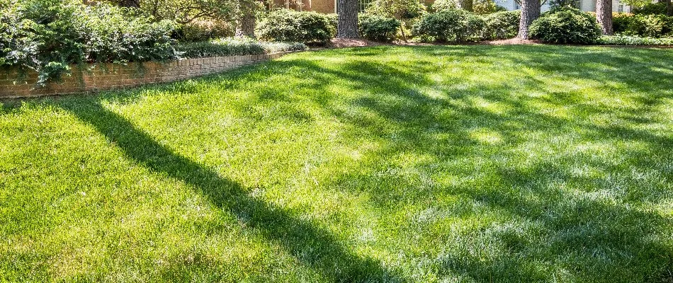 Vibrant, green grass in sunlight in Memphis, TN.
