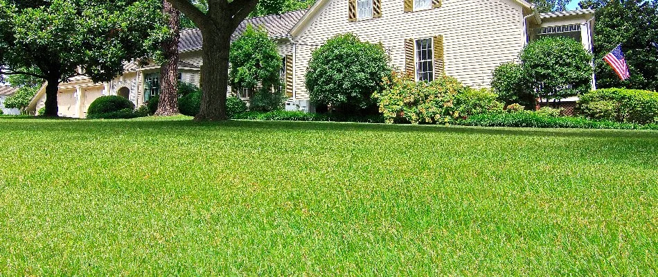Weed-free lawn in Memphis, TN, with tree and house.
