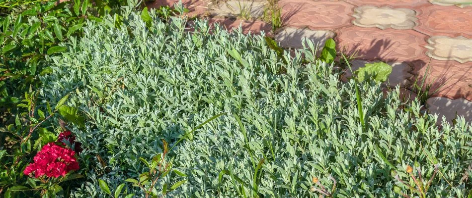 Weeds in a landscape bed in Memphis, TN.