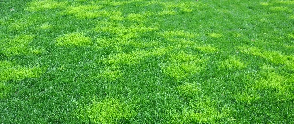 Weeds on a lawn in Memphis, TN.