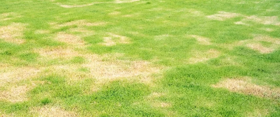 Yellow spots on a lawn in Memphis, TN.