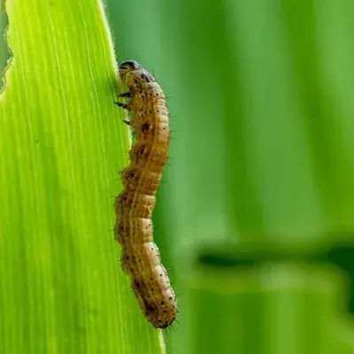 Army Worms and Cutworms