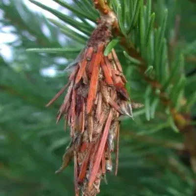 Bag Worms