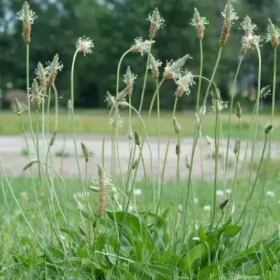 Plantain Weed