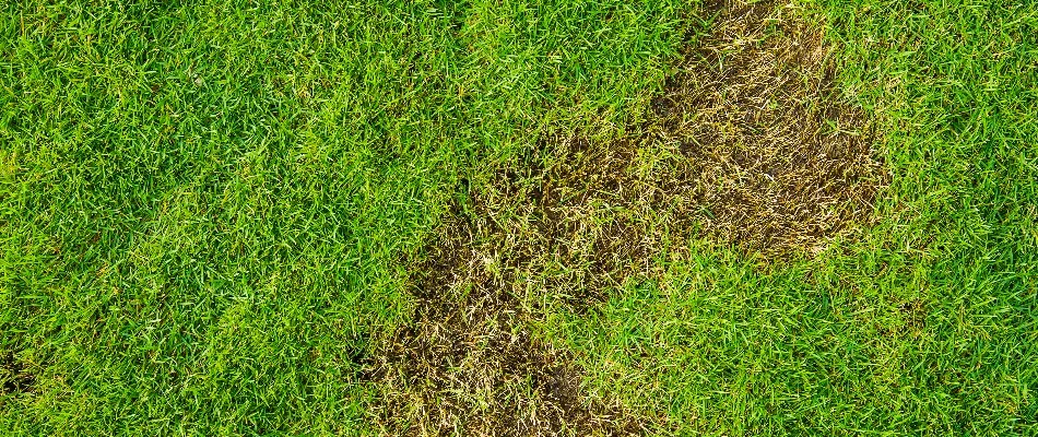 Grub-damaged lawn on a property in Memphis, TN.