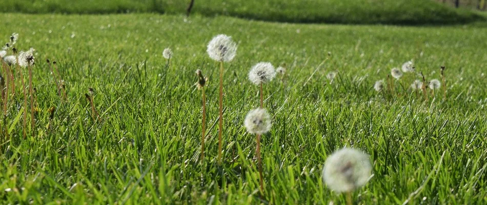 Dandelion seed heads on a property in Memphis, TN.