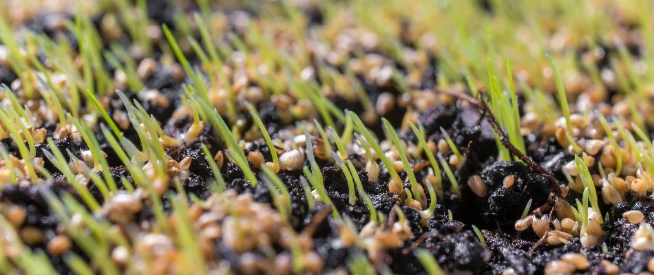 Seeds on top of the soil on a property in Memphis, TN.