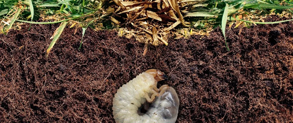 Grub in the soil on a property in Memphis, TN.