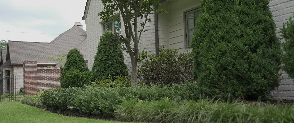 Plants along side of home in Memphis, TN.