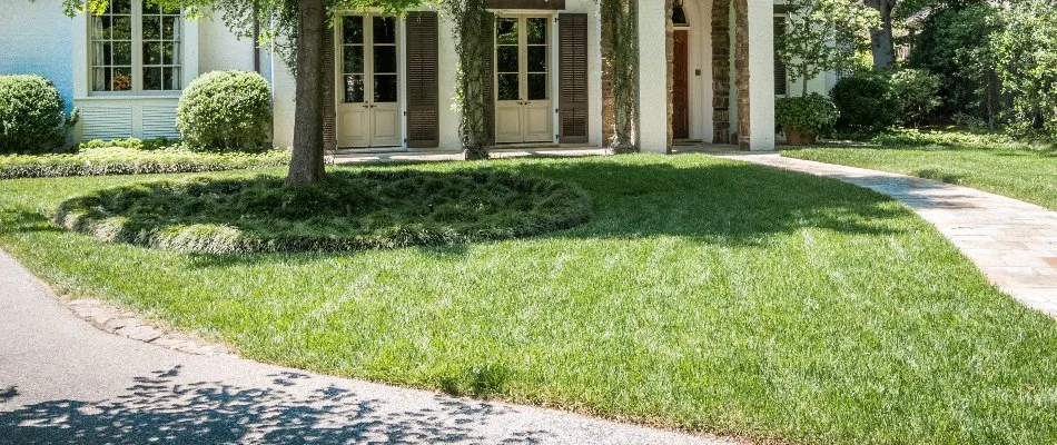 Healthy lawn in Piperton, TN, with a tree.