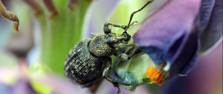 A hunting billbug on a flower in Memphis, TN.
