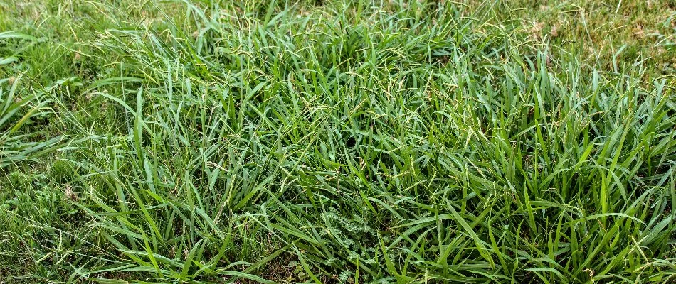 Lawn infested with crabgrass weeds in Memphis, TN.