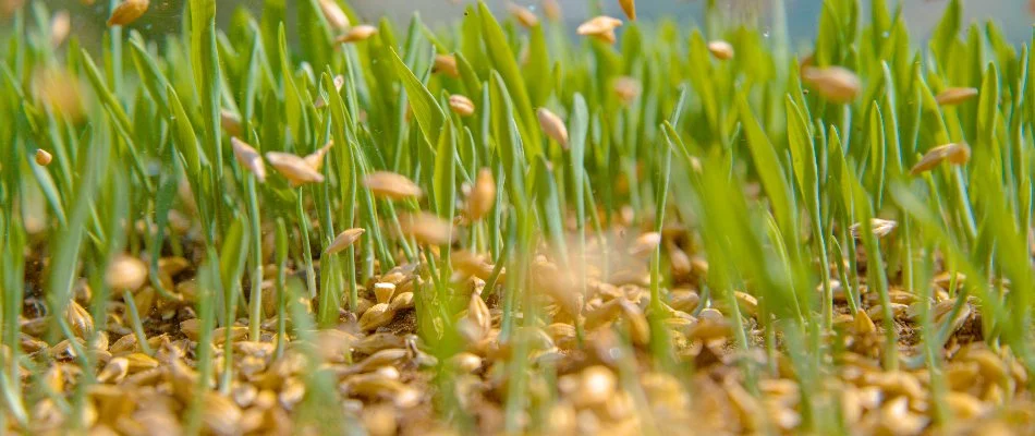 Seeds falling onto soil during an overseeding service in Memphis, TN.