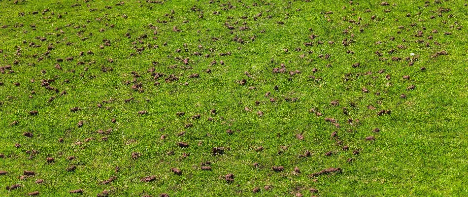 Soil cores on grass after an aeration service in Memphis, TN.