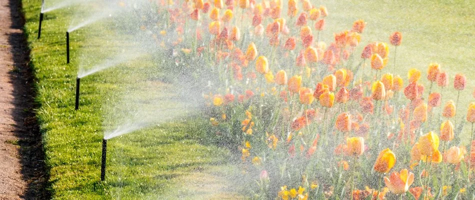 Sprinkler system watering plants.