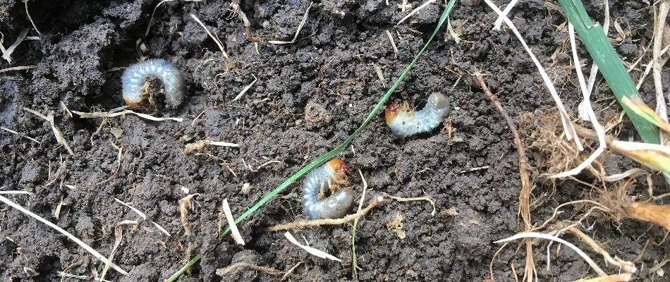 Three white grubs found beneath turf in Memphis, TN.