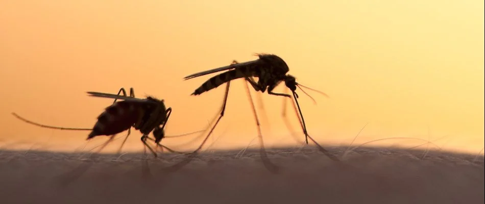 Two mosquitoes on a person in Memphis, TN.