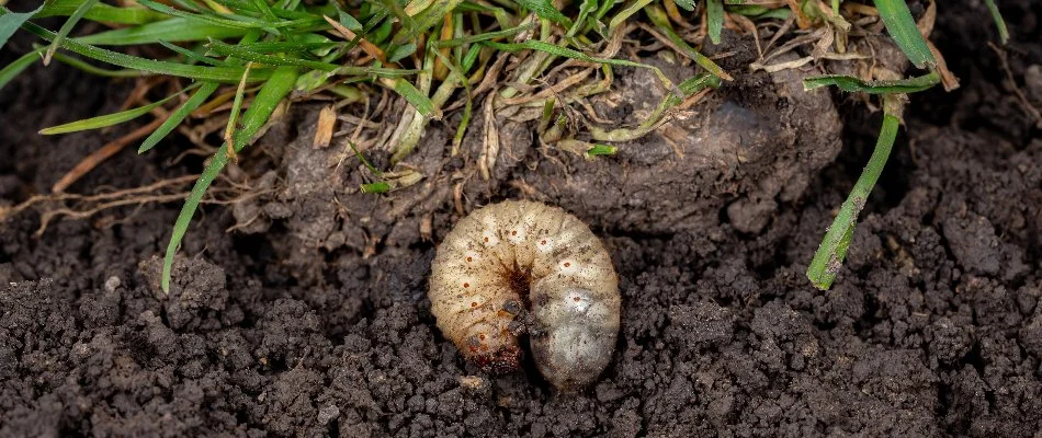Grub in the soil of a property in Memphis, TN.