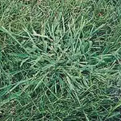 Crabgrass